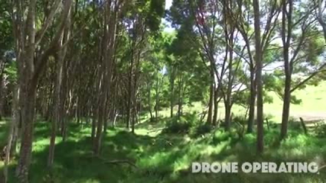 Aerial drone shot through native forest